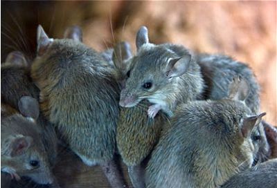 Rodent Control