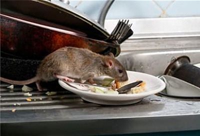 Rodent Control